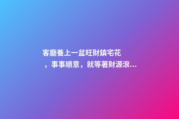 客廳養上一盆旺財鎮宅花，事事順意，就等著財源滾滾來吧！